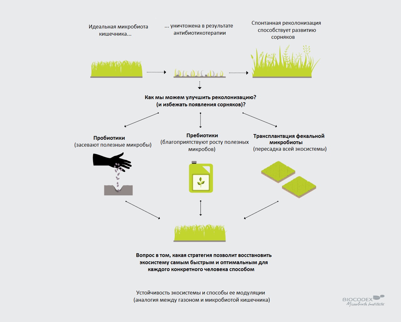 Infographie pelouse microbiote