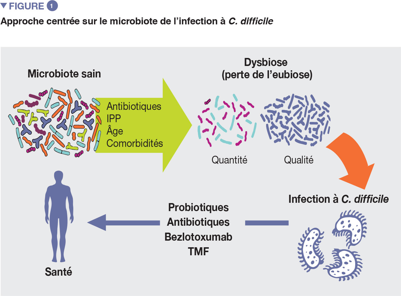 Microbiote intestinal et Clostridioides difficile Biocodex Microbiote Institut