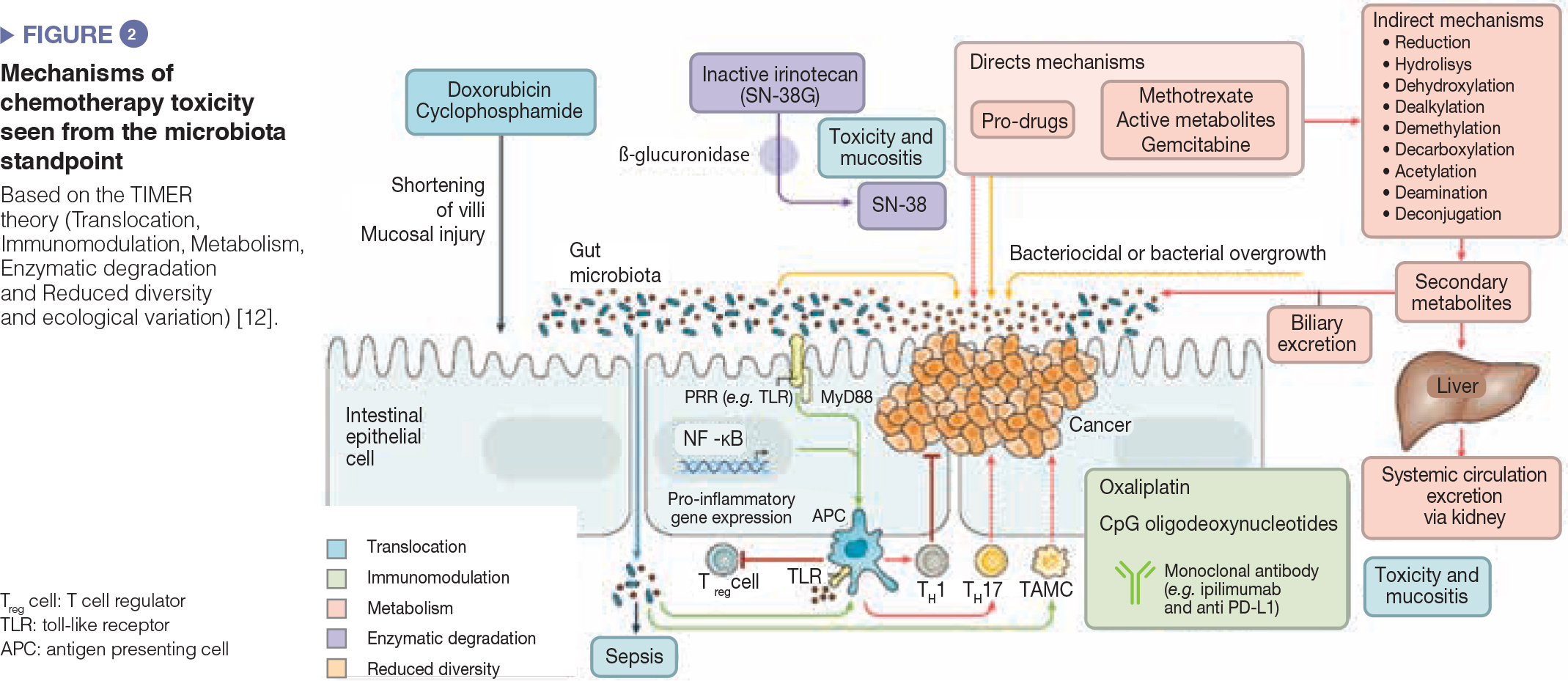 Que es microbiota intestinal