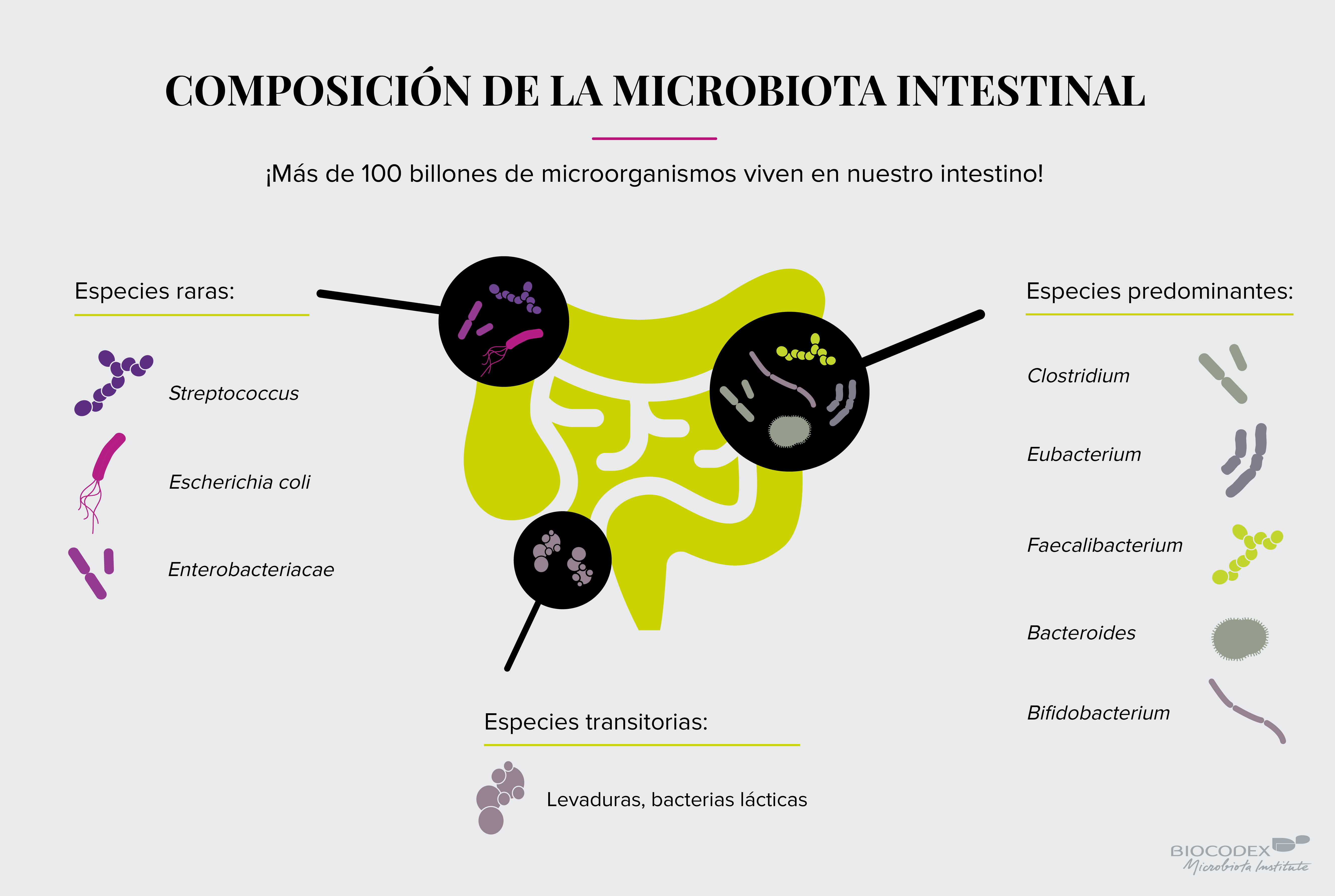 Microbiotica intestinal