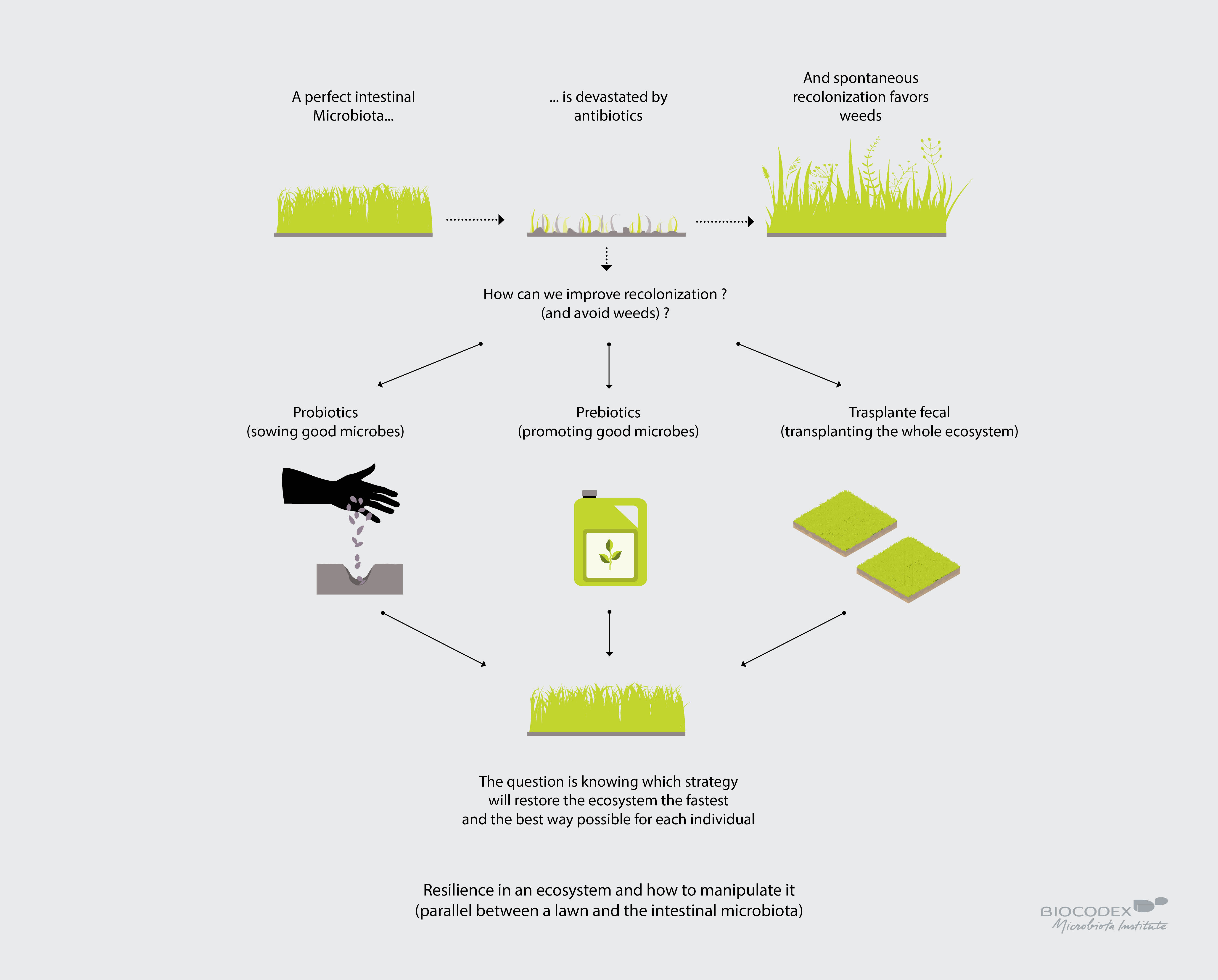 Infographie_pelouse_microbiote_EN
