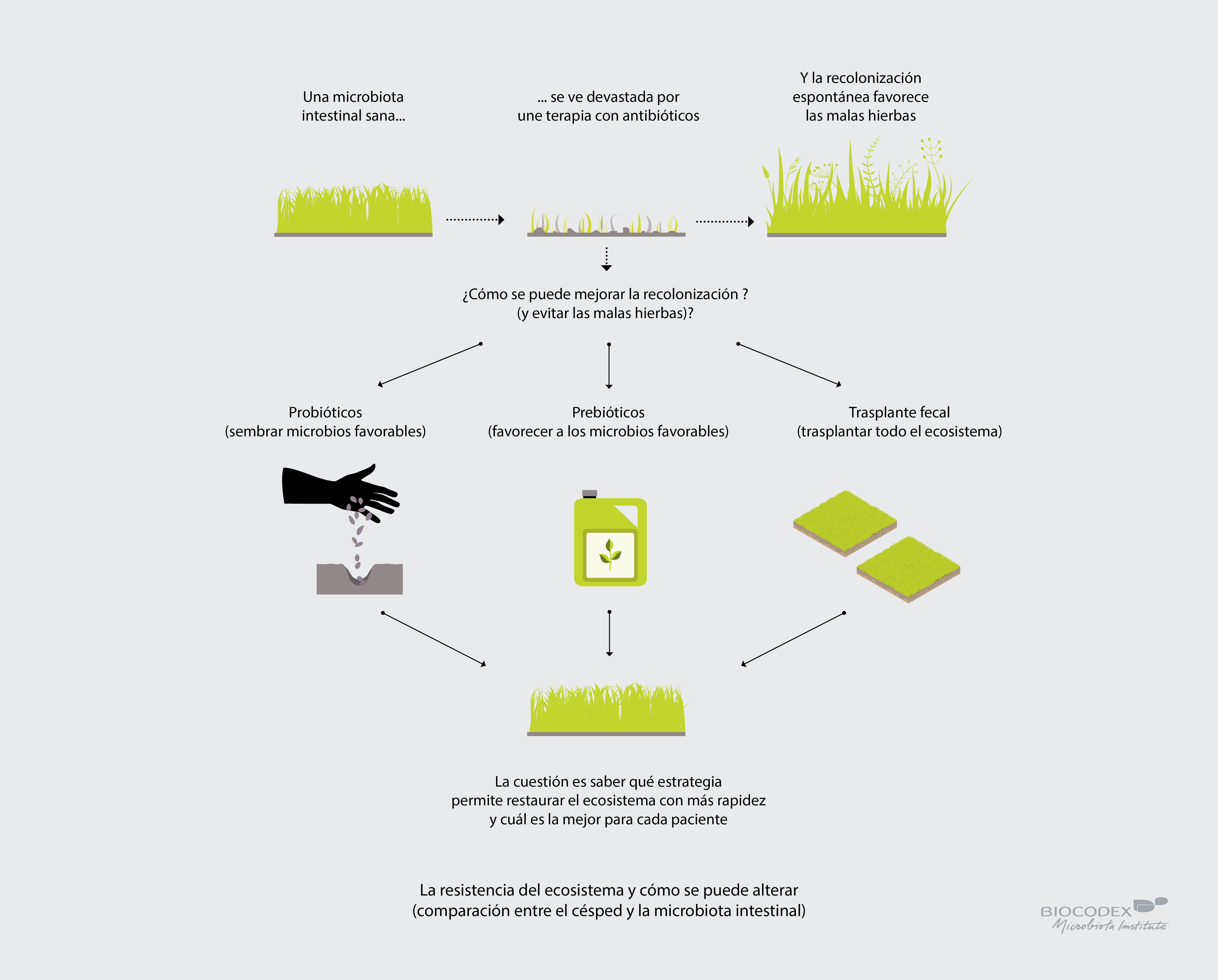 Infographie_pelouse_microbiote_ES