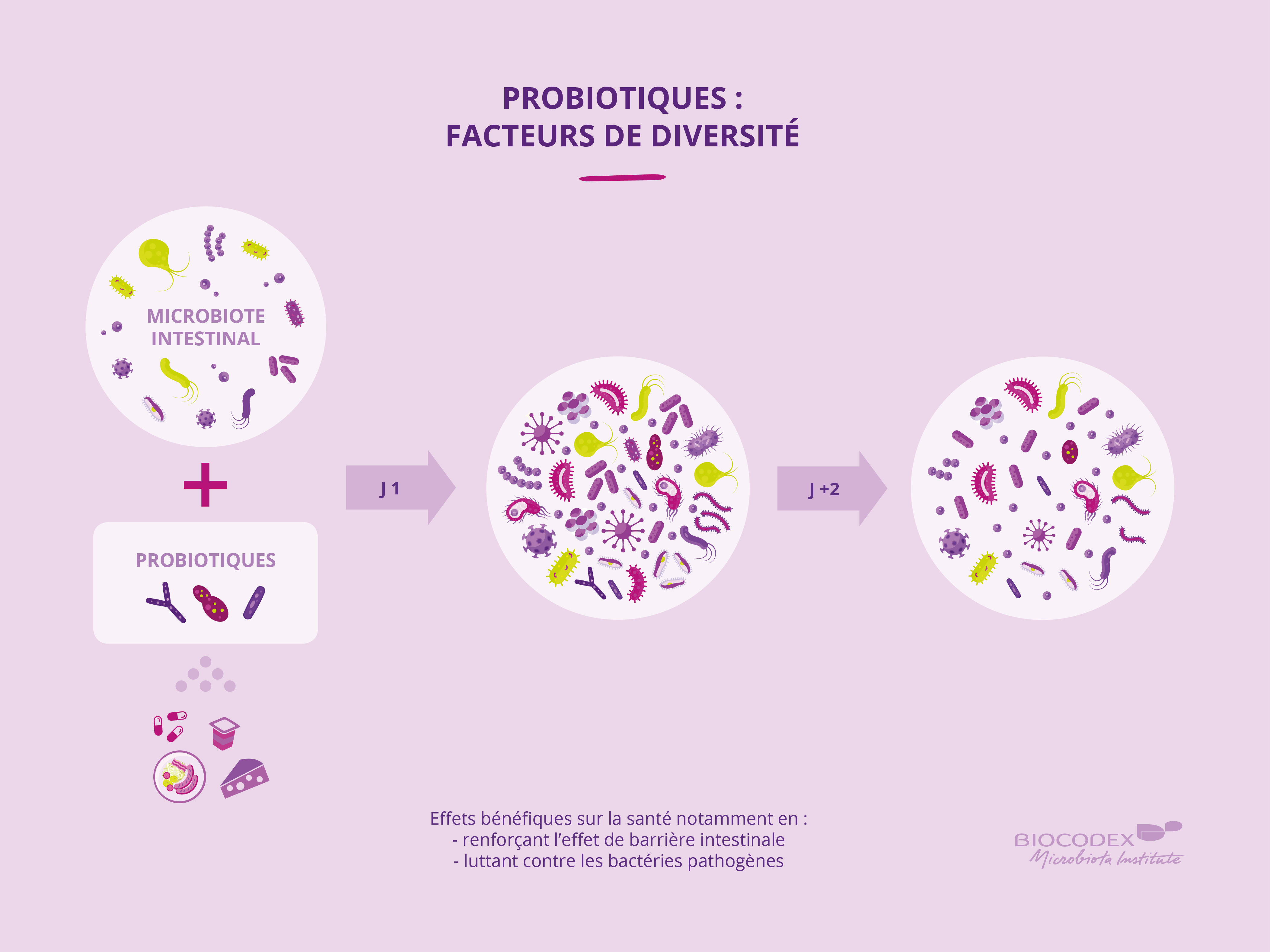 Infographie probiotique