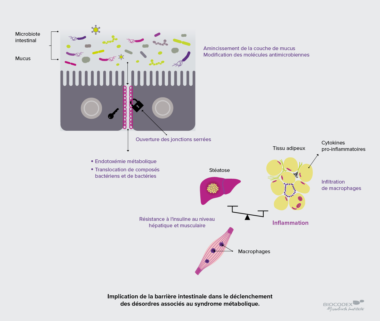 Infographie_implication_barriere_intestinale