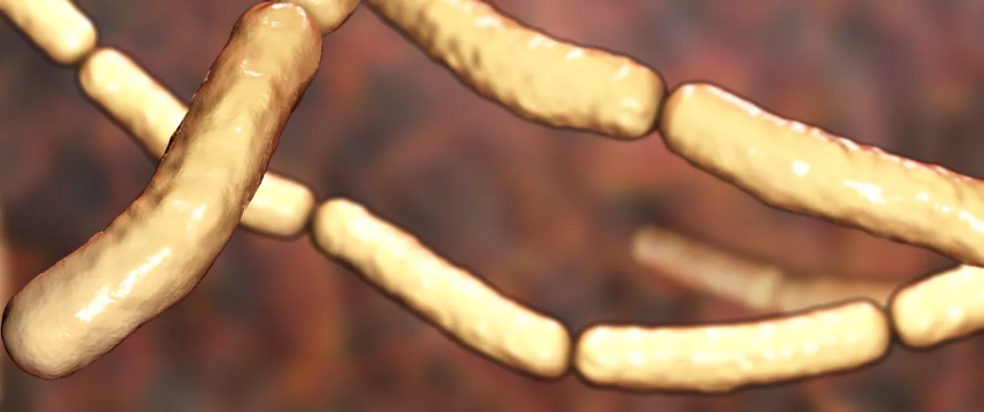  Hay bacillus. Computer illustration of Bacillus subtilis bacteria. 