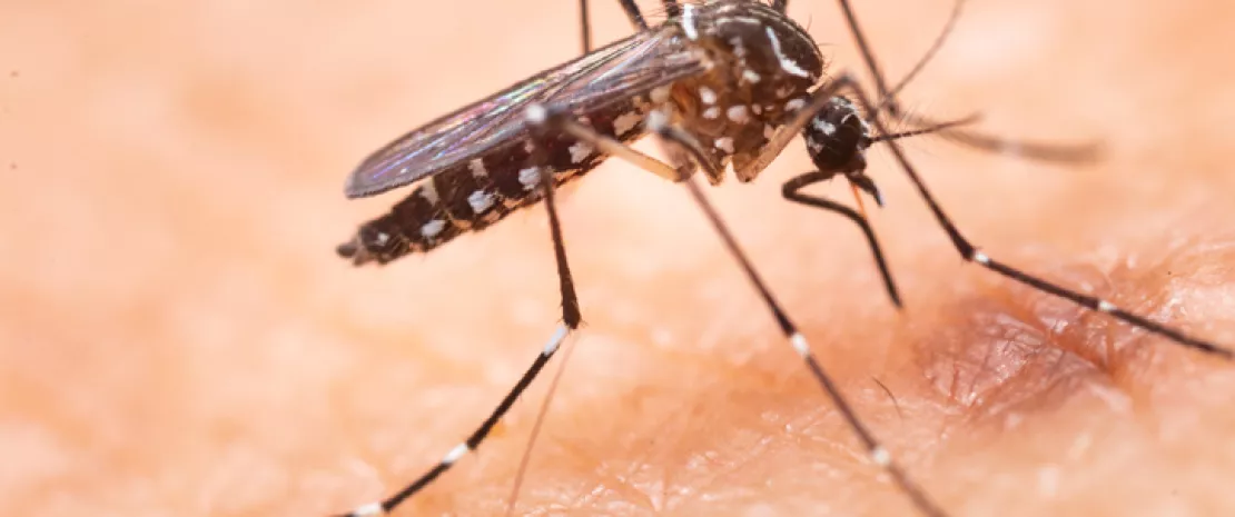 Actu GP : Moustique-tigre : utiliser la peau comme piège olfactif