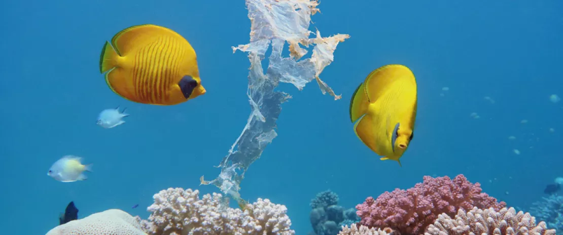 Actu GP : Microplastiques : un régal pour les bactéries ! 