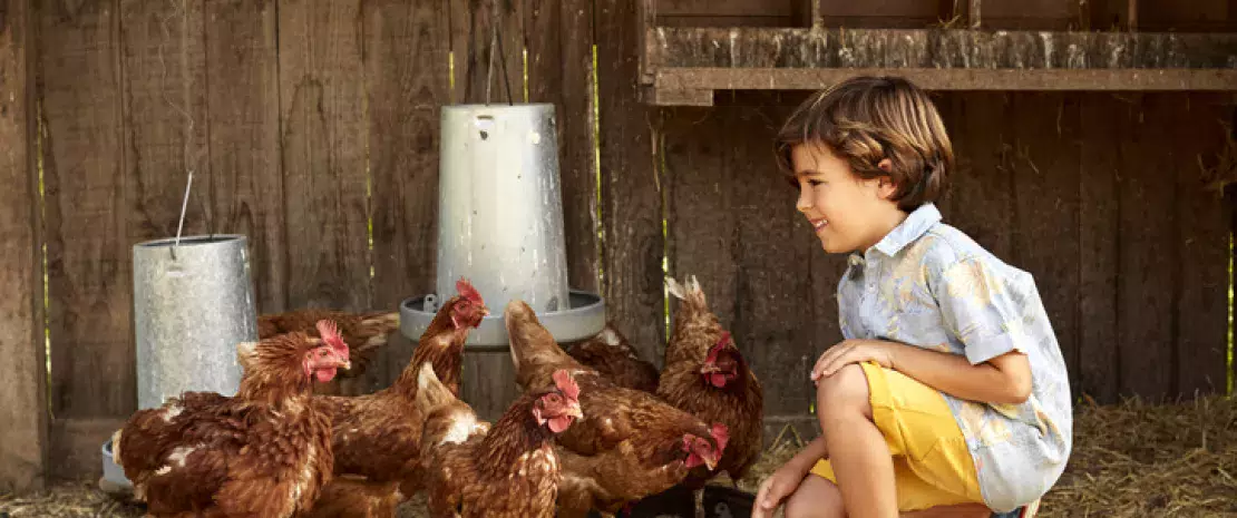 Actu GP : Contre l’asthme, bienvenue à la poussière de la ferme !