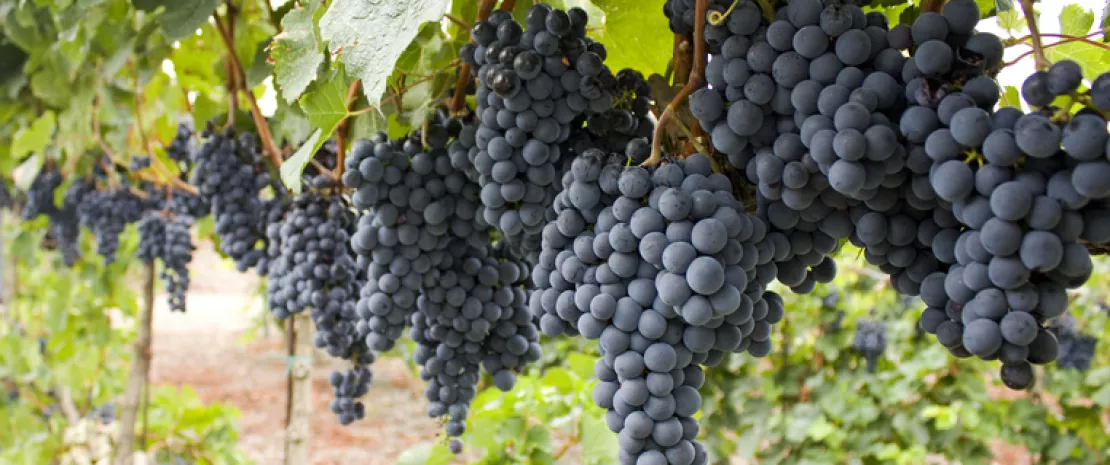 Actu GP : Que fait le vin rouge à notre microbiote intestinal ?