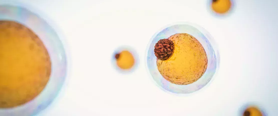 Photo : Microbiota, breastfeeding and early puberty