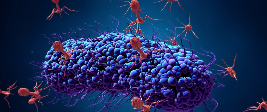 Actu PRO : Greffe fécale et infection récidivante à Clostridium difficile : des bactériophages essentiels chez les donneurs