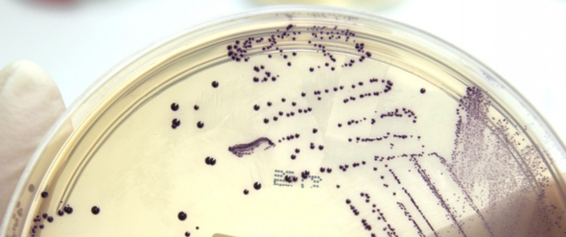 Photo : Lantibiotics: a new avenue in the fight against resistant bacteria