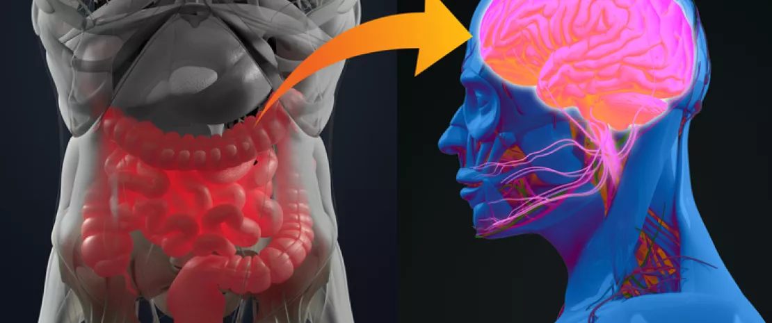 Actu GP : Agir sur le microbiote pour réduire la dépendance à l’alcool ?