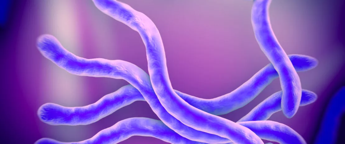 Actu PRO : Syndrome de l’intestin irritable : le rôle de Brachyspira dévoilé