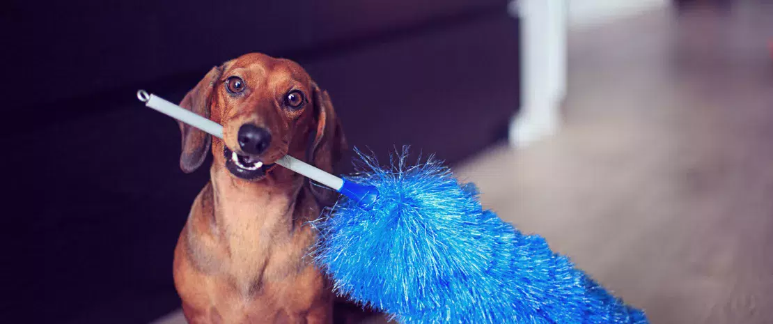 Actu GP : Influence du chien sur le microbiote de la poussière en prévention de l’asthme : un coup de maitre ?