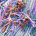 Faecal bacteria. Scanning electron micrograph (SEM) of bacteria cultured from a sample of human faeces.
