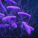  Illustration of the bacteria Clostridioides difficile.