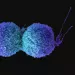 Immune checkpoint inhibitor (ICI) efficacy: the right dose of bacteria