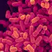 Photo: Atténuer la dénutrition avec des biotiques ?
