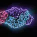 Microbiote déséquilibré à 1 an, allergie à 5 ans ?