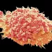 Photo: Immunotherapies: a Phase II study confirms the benefit of combined FMT