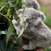 Actu GP : Une greffe fécale pour assurer la survie des koalas ?