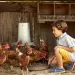 Actu GP : Contre l’asthme, bienvenue à la poussière de la ferme !