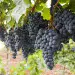 Actu GP : Que fait le vin rouge à notre microbiote intestinal ?