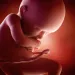 Actu PRO : Microbiote fœtal : la fin d’une controverse ?