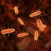 Actu PRO : E. coli signe son rôle dans le cancer colorectal