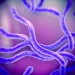 Actu PRO : Syndrome de l’intestin irritable : le rôle de Brachyspira dévoilé
