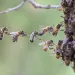 Actu GP : Abeilles : le microbiote intestinal, clé du parfum identitaire de la ruche