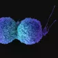 Immune checkpoint inhibitor (ICI) efficacy: the right dose of bacteria