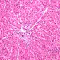Binge drinking : une dysbiose intestinale liée à l’alcool favoriserait l’addiction