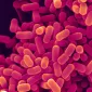 Photo: Atténuer la dénutrition avec des biotiques ?
