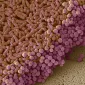 Photo: Fecal microbiota: a biomarker for colorectal cancer and its progression