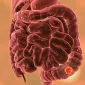 Intratumoral microbiota in colorectal cancer: an independent prognostic indicator? 