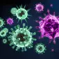 Actu GP : Microbiote et cellules immunitaires : sentinelles de l’intestin