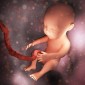 Actu GP : Le fœtus humain en plein bain bactérien ?