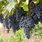 Actu GP : Que fait le vin rouge à notre microbiote intestinal ?