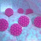 Microbiote vaginal : marqueur d’évolution du papillomavirus ?