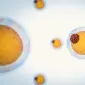 Actu PRO : Microbiote, allaitement et puberté précoce