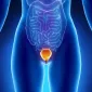 Actu PRO : Microbiote urinaire des femmes continentes : l’effet de l’âge
