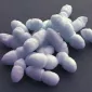 Actu PRO : S. epidermidis pour un microbiote nasal en pleine santé