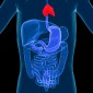 Actu PRO : Comment le microbiote intestinal télécontrôle le thymus