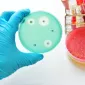Actu PRO : La transplantation fécale, solution à l’antibiorésistance chez les patients immunodéprimés ?