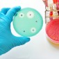 Actu PRO : La transplantation fécale, solution à l’antibiorésistance chez les patients immunodéprimés ?