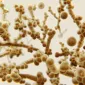 Actu PRO : Microbiote vaginal et prédisposition a la candidose