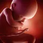 Actu PRO : Microbiote fœtal : la fin d’une controverse ?