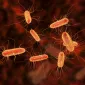 Actu PRO : E. coli signe son rôle dans le cancer colorectal